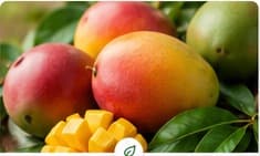 Mango orgánico de FDO Organic