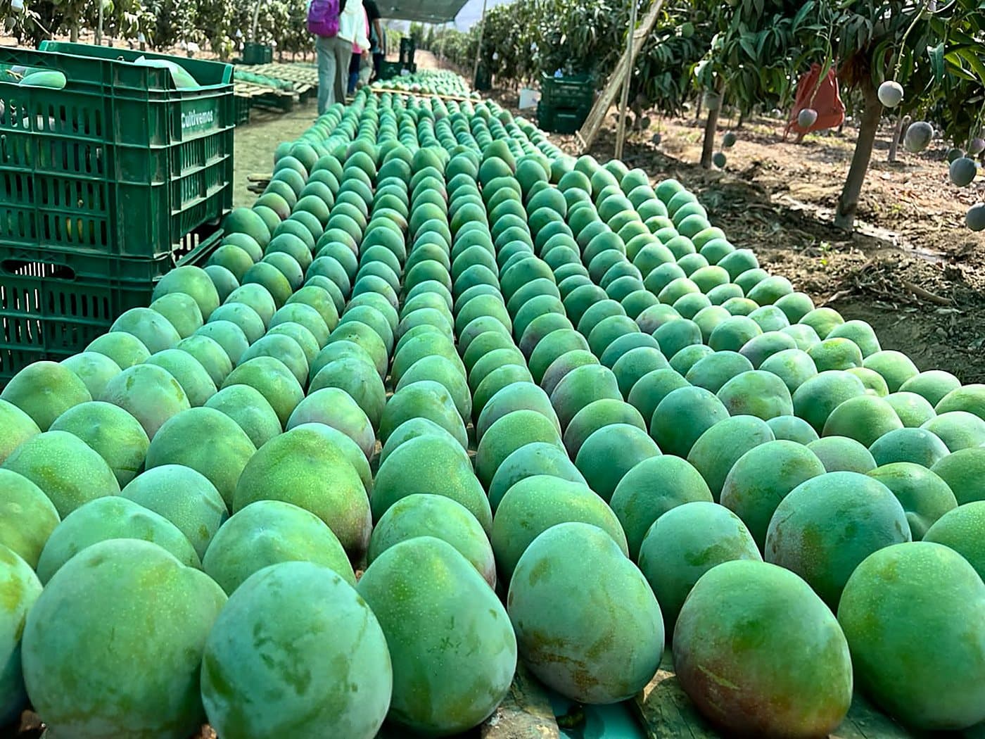 Cosecha de mango de FDO Organic en Olmos, Lambayeque