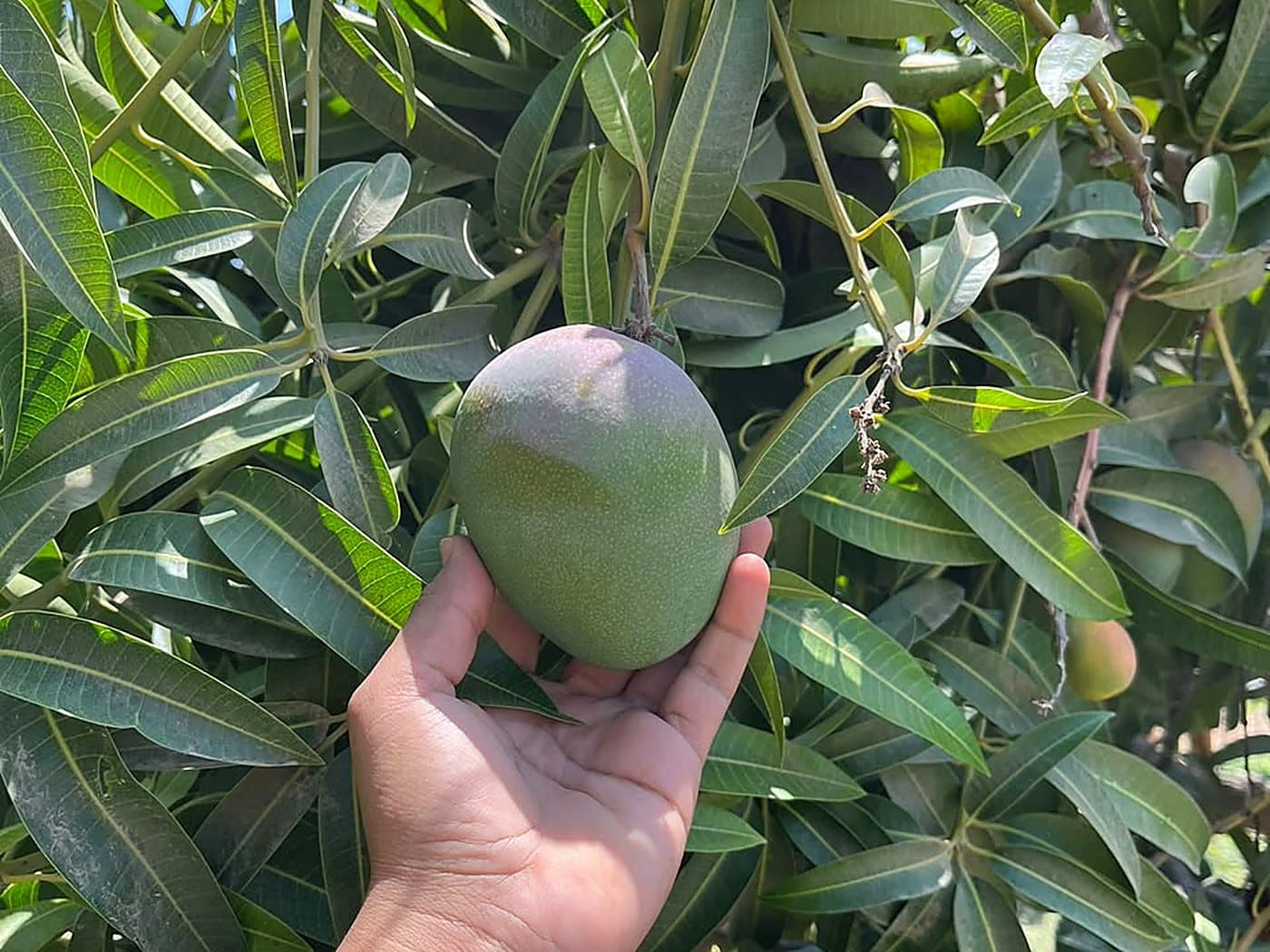 Mango en el árbol, listo para cosecha, en los campos de FDO Organic